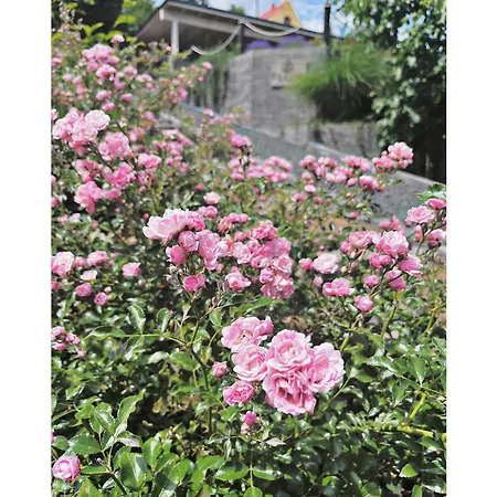 Willa Flow House&garden