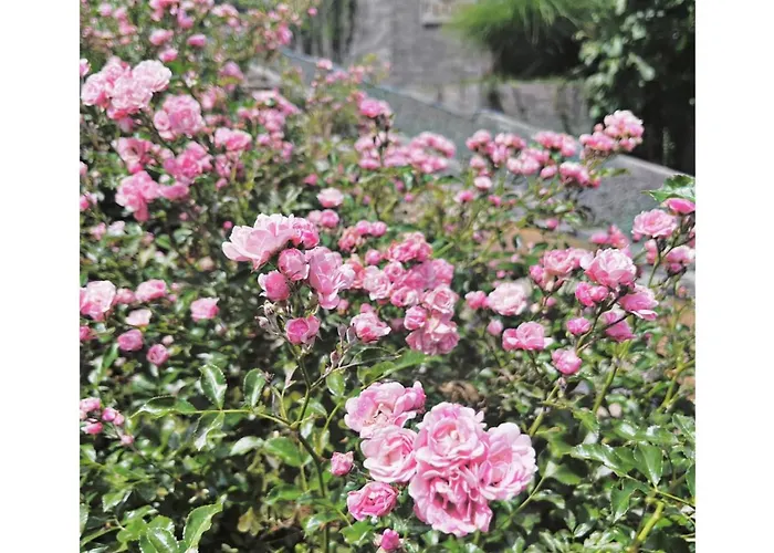 Willa Flow House&garden